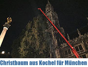 was für eine herrliche Fichte: der Baum aus Kochel steht vor dem Münchner Rathaus auf dem Marienplatz (©Foto: Martin Schmitz)